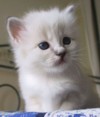 Kida, owned by one of our members, Loretta Bartolucci from Italy